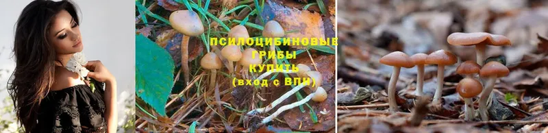 Галлюциногенные грибы Psilocybine cubensis  Волоколамск 